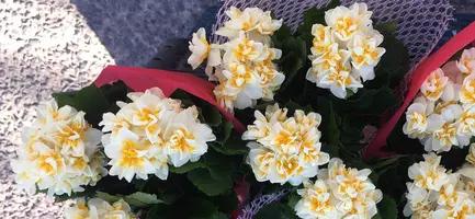 flower img